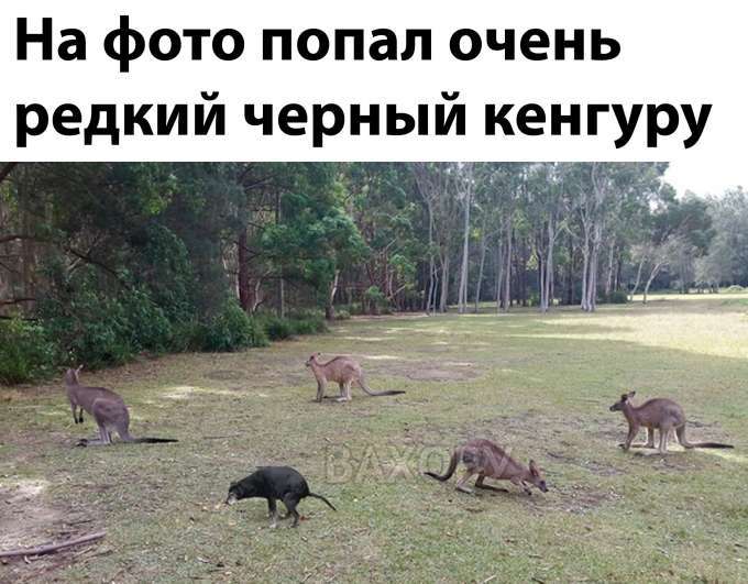 вахору мемчики пост № 37